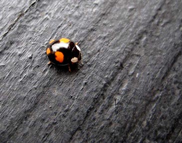 Ladybird